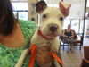 adoptable Dog in ocala, FL named STORM