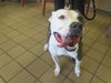 adoptable Dog in ocala, FL named TIGER