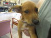 adoptable Dog in  named A366489