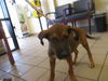 adoptable Dog in  named A366491