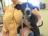 adoptable Dog in  named A366492
