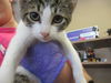 adoptable Cat in ocala, FL named A366496