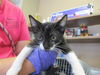 adoptable Cat in ocala, FL named A366497