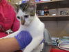 adoptable Cat in ocala, FL named A366499