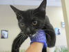 adoptable Cat in ocala, FL named A366547