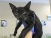 adoptable Cat in ocala, FL named A366549
