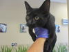 adoptable Cat in ocala, FL named A366550