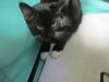 adoptable Cat in ocala, FL named A366552