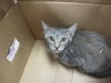 adoptable Cat in ocala, FL named A365129