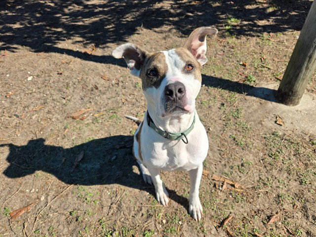 Pit Bull