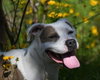 ROLO - Photo 1