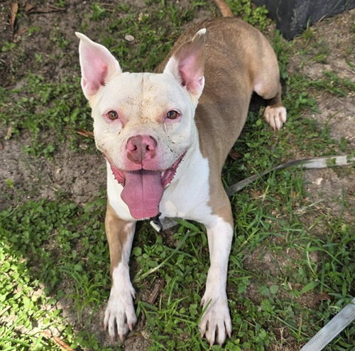 picture of the dog needing adoption
