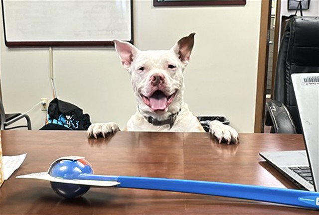 Pit Bull