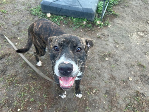 picture of the dog needing adoption