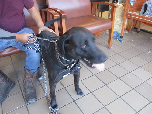 picture of the dog needing adoption