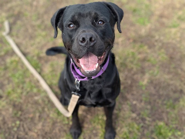Rottweiler