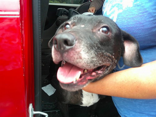 picture of the dog needing adoption