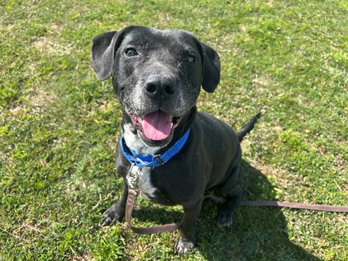EMBER - Labrador Retriever available for adoption