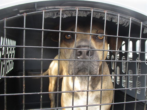 picture of the dog needing adoption