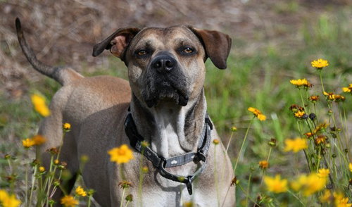 JAMES, an adoptable Catahoula Leopard Dog in Ocala, FL