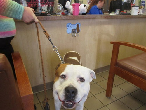 picture of the dog needing adoption