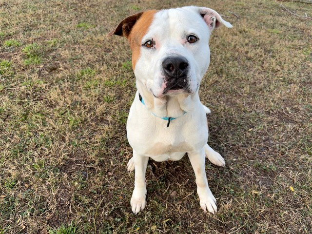 Pit Bull