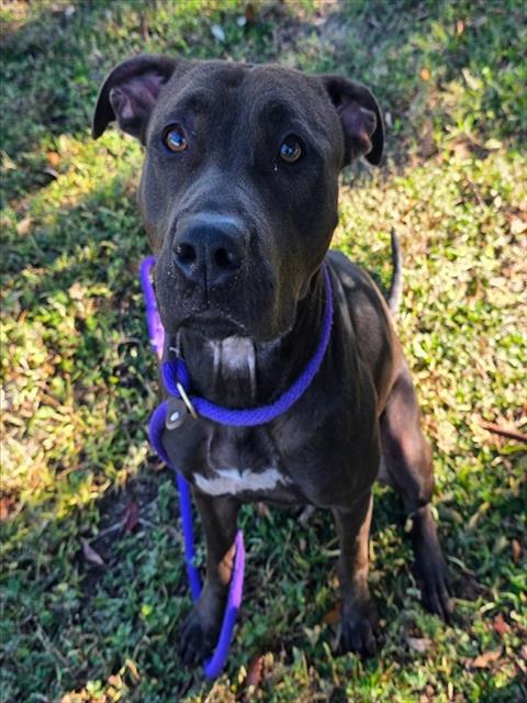 Pit Bull