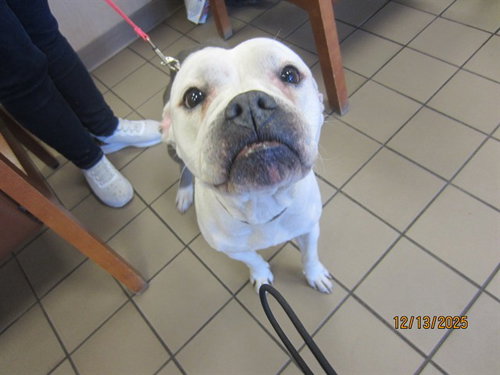 picture of the dog needing adoption