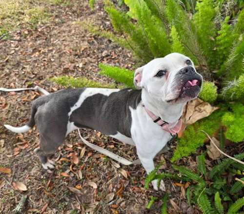 picture of the dog needing adoption