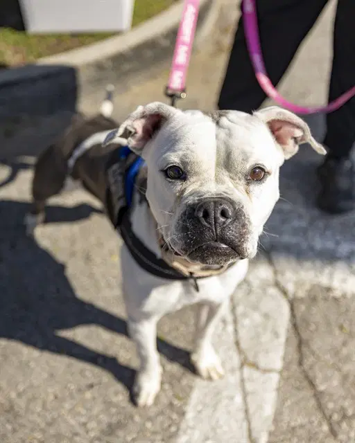 Everest - American Pit Bull Terrier