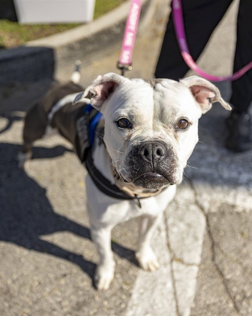 EVEREST, an adoptable American Pit Bull Terrier in Ocala, FL