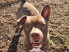 WYATT - Photo 1