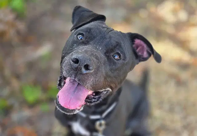 Kesha - American Pit Bull Terrier