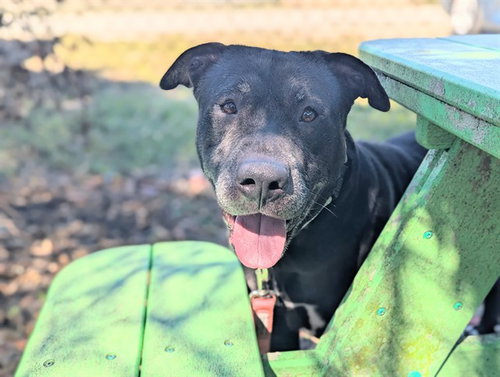 JOYCE, an adoptable Labrador Retriever in Ocala, FL
