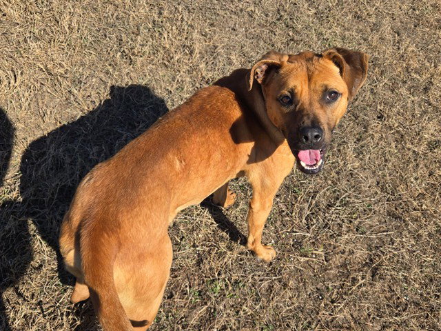 Black Mouth Cur