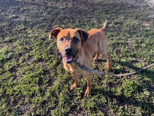 SID, an adoptable Black Mouth Cur in Ocala, FL