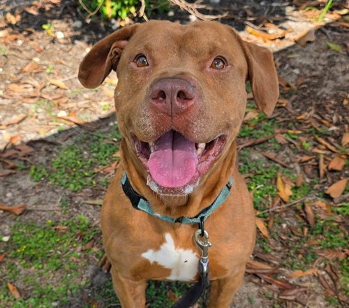 PANCAKE, an adoptable American Staffordshire Terrier in Ocala, FL