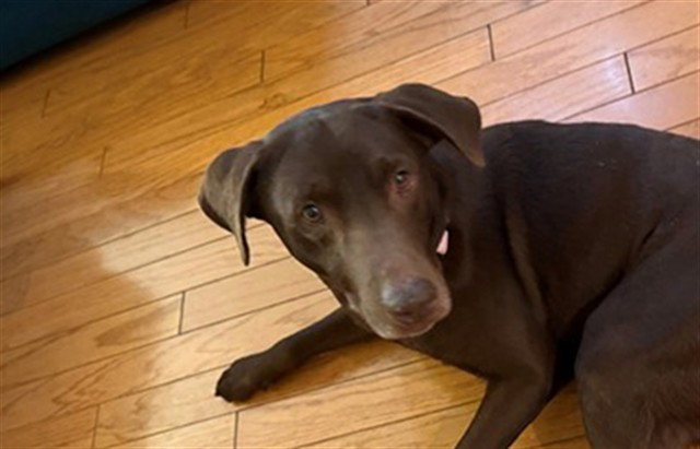 Labrador Retriever