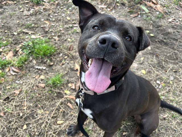 Pit Bull