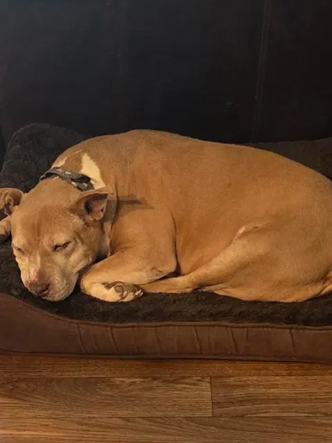 Kimmie - American Pit Bull Terrier