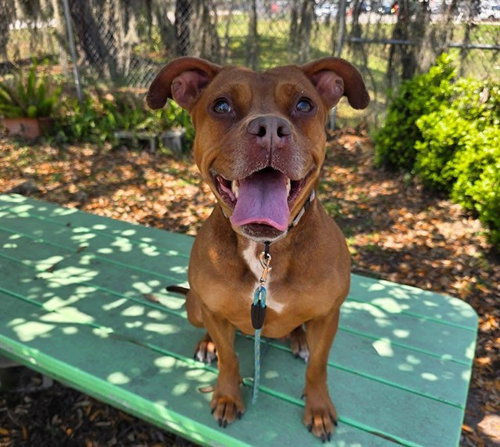 NURI, an adoptable American Pit Bull Terrier in Ocala, FL