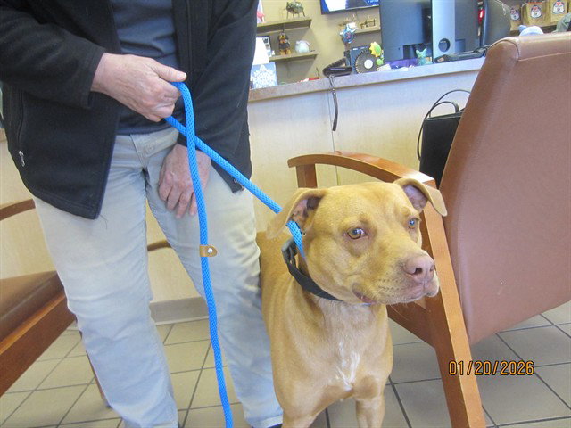 Pit Bull