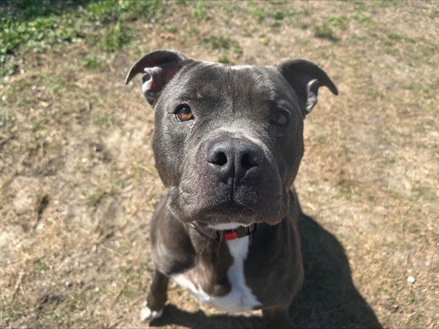 Meatball