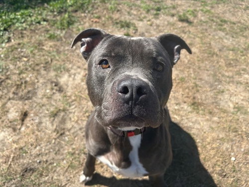 MEATBALL