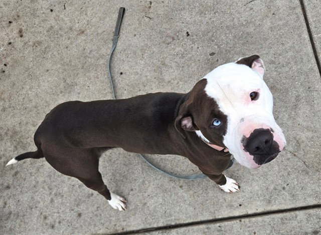 Zeus