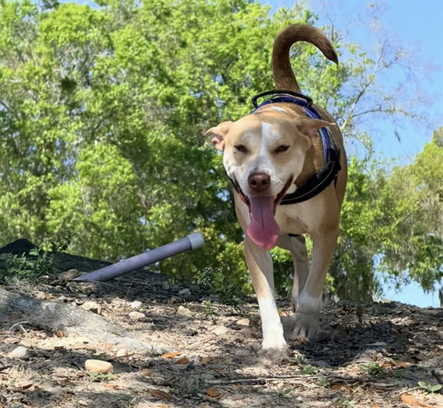 picture of the dog needing adoption