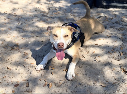 picture of the dog needing adoption