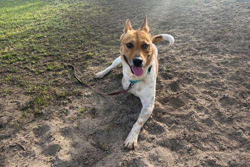 ROCKY, an adoptable Australian Cattle Dog in Ocala, FL