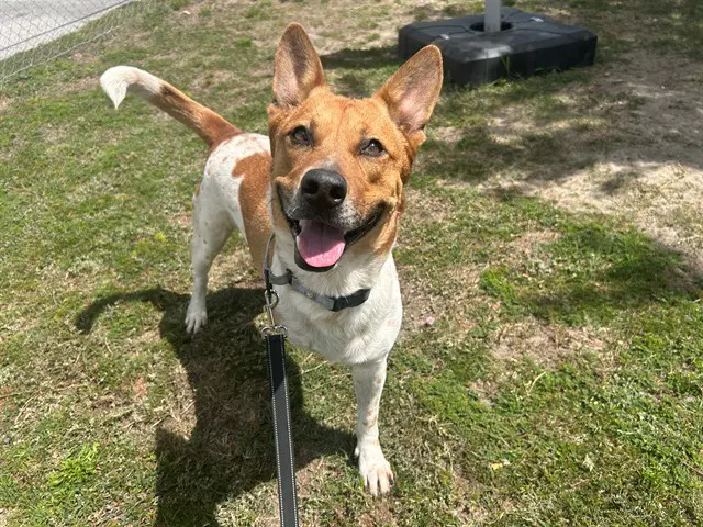 Rocky - Australian Cattle Dog/Blue Heeler
