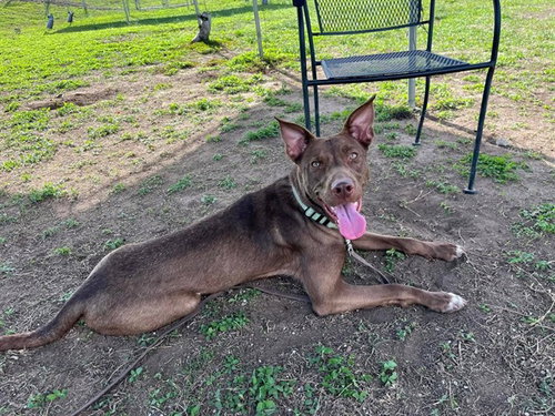 picture of the dog needing adoption